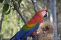 Rainbow Colored Feathers Down the Back of a Macaw Royalty Free Stock Photo