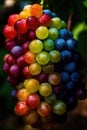 Rainbow-Colored Grapes on the Vine for Wine Labels and Menus.