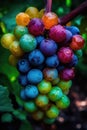 Rainbow-Colored Grapes on the Vine for Wine Labels and Menus.