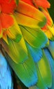 Rainbow-Colored Macaw Feathers Royalty Free Stock Photo