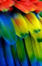 Rainbow-Colored Macaw Feathers Royalty Free Stock Photo