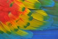 Rainbow-Colored Macaw Feathers Royalty Free Stock Photo