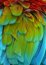 Rainbow-Colored Macaw Feathers Royalty Free Stock Photo