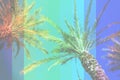 Rainbow colored palm trees on sky background. Fantastic toned photo light leaks. Tropical, exotic vacation. Creative Royalty Free Stock Photo