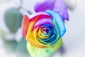 Rainbow colored roses extreme close-up