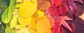 Rainbow of colorful autumnal leaves Royalty Free Stock Photo