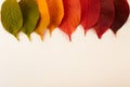 Rainbow of colorful autumnal leaves on pastel background Royalty Free Stock Photo