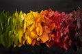Rainbow of colorful autumnal leaves on wooden background Royalty Free Stock Photo