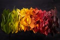 Rainbow of colorful autumnal leaves on wooden background Royalty Free Stock Photo