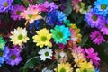 Rainbow coloured daisy chrusanthemums flower bouquet background.