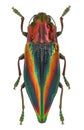 Rainbow coloured Jewel beetle Cyphogastra javanica from Indonesia Royalty Free Stock Photo