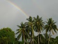 Rainbow country tree coconut