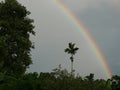 Rainbow country tree wood