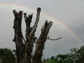 Rainbow country tree wood