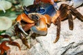 Rainbow crab or Cardisoma armatum Royalty Free Stock Photo