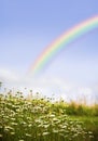 Rainbow and Daisies