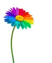 Rainbow daisy flower background.