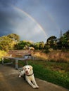 Rainbow and Dog @ West Epping Park Sydney Australia Royalty Free Stock Photo