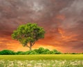 Rainbow on Dramatic sunset sky green field and trees nature landscape Royalty Free Stock Photo