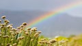 Rainbow and drops of rain on a sunny day with Fynbos flowers of Cape Town