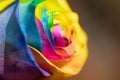 Rainbow dyed rose