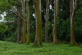 Rainbow Eucalyptus Royalty Free Stock Photo