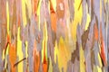 Rainbow eucalyptus. background. Royalty Free Stock Photo