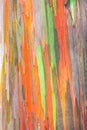 Rainbow Eucalyptus Royalty Free Stock Photo