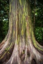 Rainbow Eucalyptus Royalty Free Stock Photo