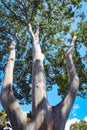 Rainbow Eucalyptus Eucalyptus deglupta Royalty Free Stock Photo