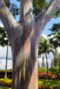 Rainbow Eucalyptus Eucalyptus deglupta Royalty Free Stock Photo