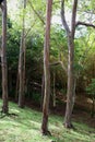 Rainbow Eucalyptus, Eucalyptus deglupta, trees on a hillside in Kauai, Hawaii Royalty Free Stock Photo