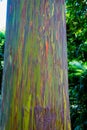 Rainbow Eucalyptus Tree Royalty Free Stock Photo