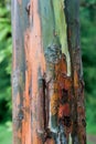 Rainbow eucalyptus tree bark Royalty Free Stock Photo