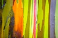 Rainbow Eucalyptus Tree Bark Royalty Free Stock Photo