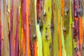 Rainbow Eucalyptus Tree Bark Royalty Free Stock Photo