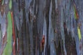 Rainbow Eucalyptus Tree Bark Texture (Eucalyptus deglupta) Royalty Free Stock Photo
