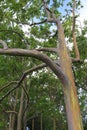 Rainbow Eucalyptus Tree Closeup