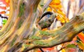 Rainbow Eucalyptus tree Royalty Free Stock Photo