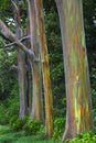 Rainbow Eucalyptus tree Royalty Free Stock Photo