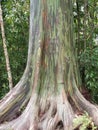 Rainbow eucalyptus tree on Kauai in Hawaii Royalty Free Stock Photo