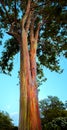 Hawaiian Rainbow Eucalyptus Tree