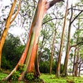 Rainbow Eucalyptus trees Royalty Free Stock Photo