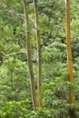 Rainbow Eucalyptus trees. Royalty Free Stock Photo