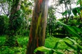 Rainbow Eucalyptus Trees, forest in costa rica Royalty Free Stock Photo