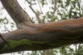 Rainbow Eucalyptus Trees, Maui, Hawaii, USA Royalty Free Stock Photo