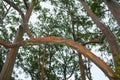 Rainbow Eucalyptus Trees, Maui, Hawaii, USA Royalty Free Stock Photo