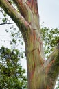 Rainbow Eucalyptus Trees, Maui, Hawaii, USA Royalty Free Stock Photo