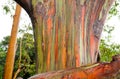 Rainbow Eucalyptus Trees, Maui, Hawaii, USA