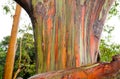 Rainbow Eucalyptus Trees, Maui, Hawaii, USA Royalty Free Stock Photo